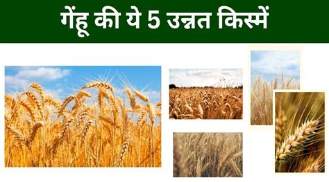 गेंहू (Genahu) .